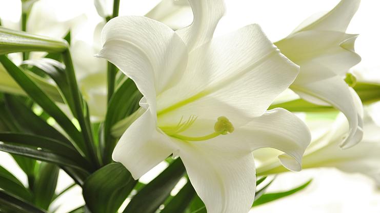 Nahaufnahme einer weißen Lilie mit grünen Blättern, auf hellem Hintergrund. Blütenblatt mit feinen Texturen.