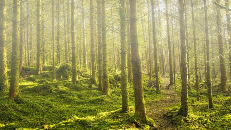 Lichtdurchfluteter Wald mit hohen, moosbedeckten Bäumen und einem gekrümmten Pfad im Vordergrund.